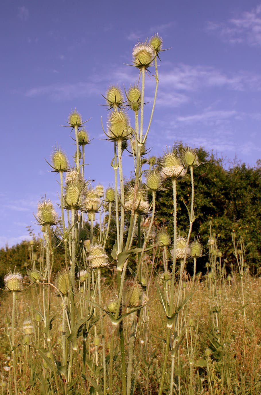 dipsacus, laciniatus, light, rays, sun, teasle, thistle, nature HD wallpaper