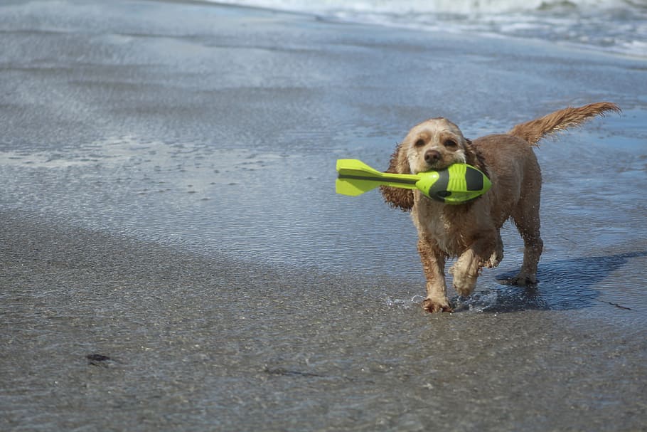 dog on beach, play, fun, joy, movement, summer, sea, wet, cocker spaniel HD wallpaper