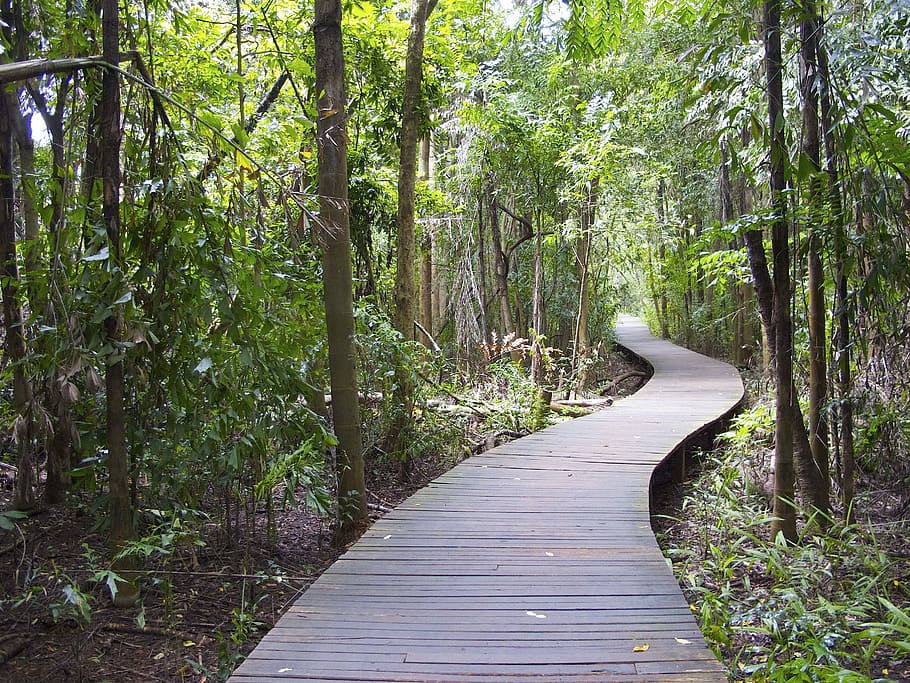 Pyinoolwin, Vegetation, Landscape, Path, nature, burma, forest HD wallpaper