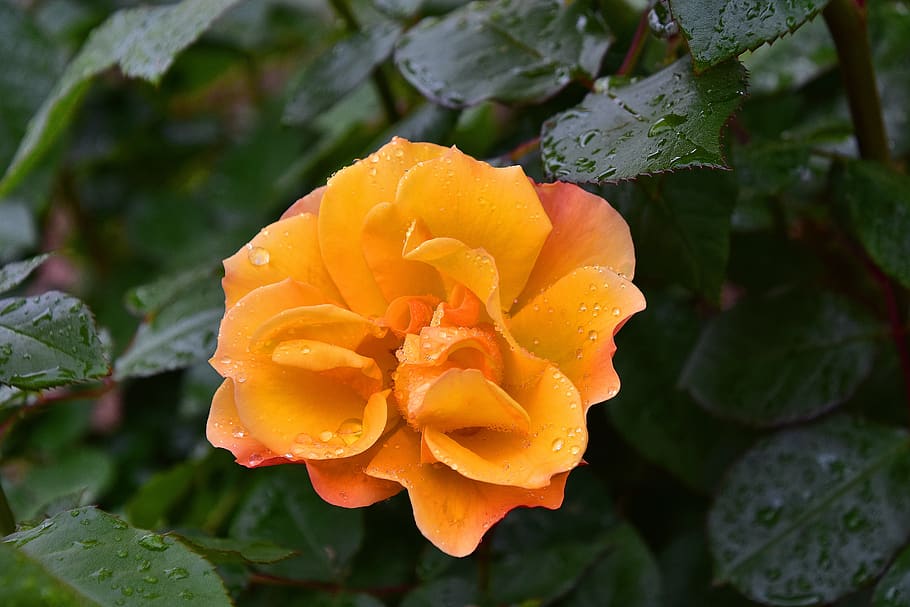 flower, nature, spring, garden, plant, flowering plant, growth HD wallpaper
