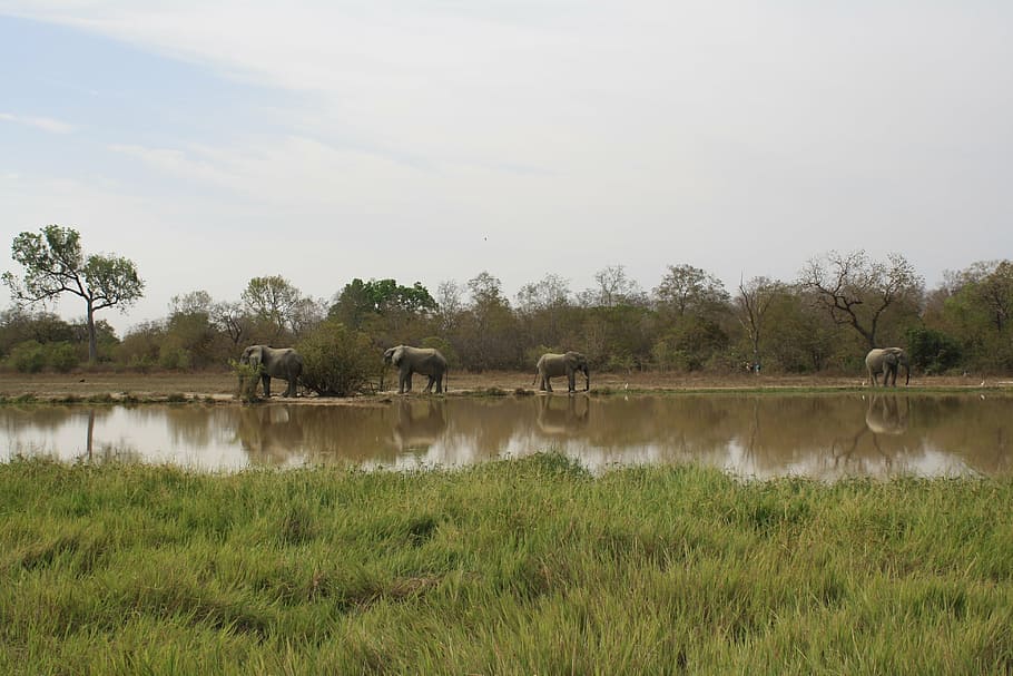 ghana, elephants, natural reserve, mole national park, grass, HD wallpaper