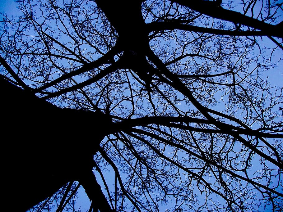 Trees, Forest, Aesthetic, Branches, evening sky, silhouette HD wallpaper