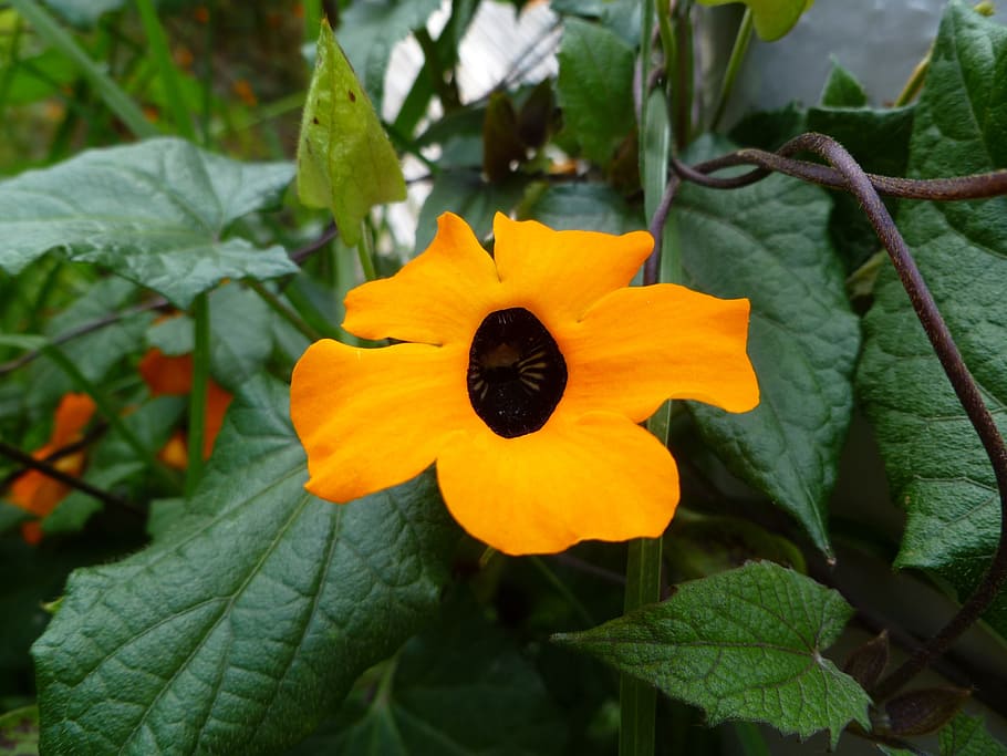 cuenca, ecuador, travel, scenery, flower, yellow, foreign, plant part HD wallpaper