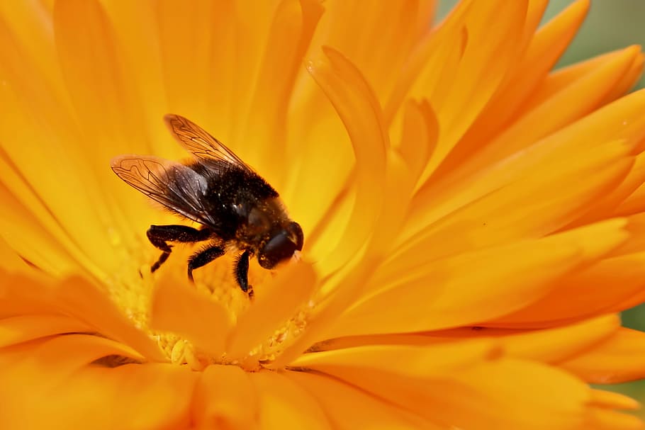 Blossom, Bloom, Flower, Insect, Bee, summer, yellow flower HD wallpaper