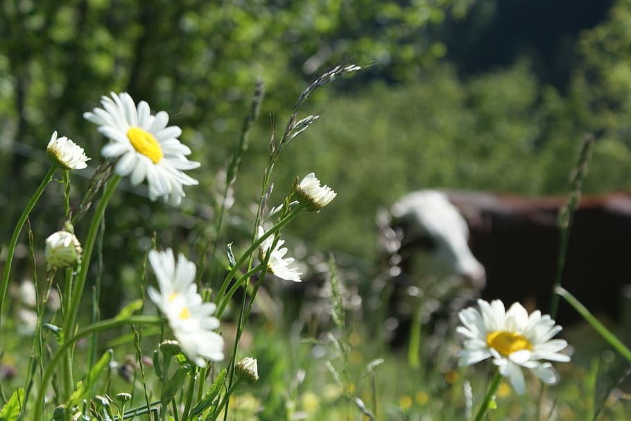 cow, flower, pre, grass, nature, fleurs des champs, field, green HD wallpaper