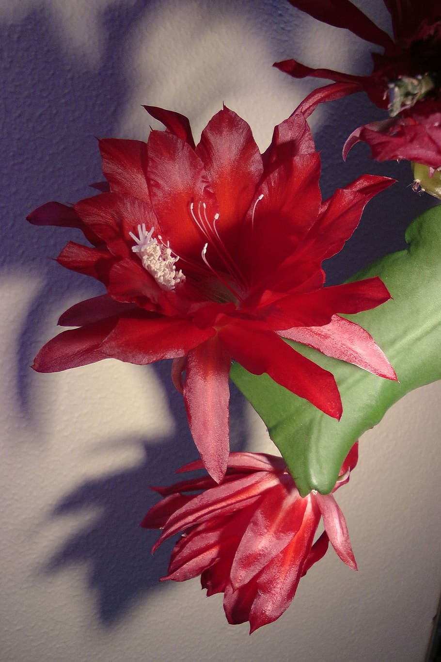 Easter Cactus, Blossom, Bloom, Blossoms, colorful, red, close HD wallpaper