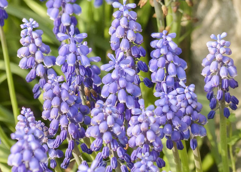 flower, bloom, blossom, blue, colorful, flowers, fresh, garden HD wallpaper