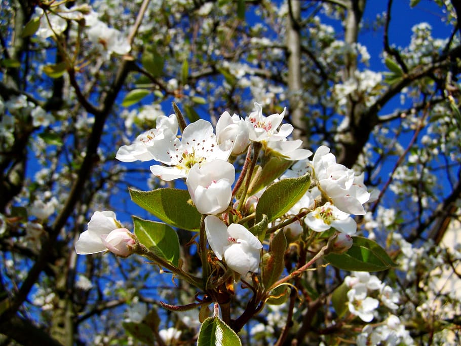 flowering cherry tree, spring, white flower, flowering plant HD wallpaper