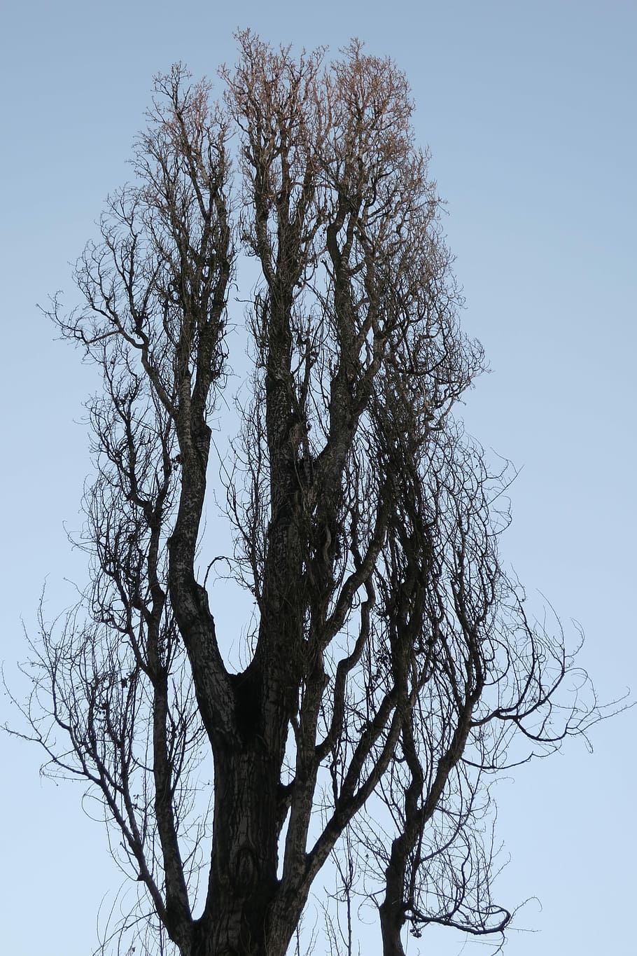 Poplar, Tree, Branches, Sky, Blue, Blue, Green, branches sky HD wallpaper