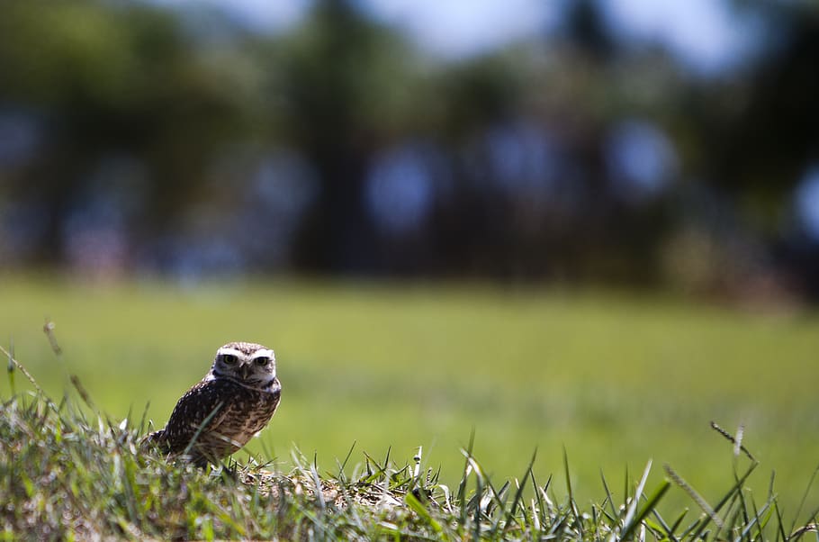 owl, field, animal, plant, animal themes, one animal, animals in the wild HD wallpaper