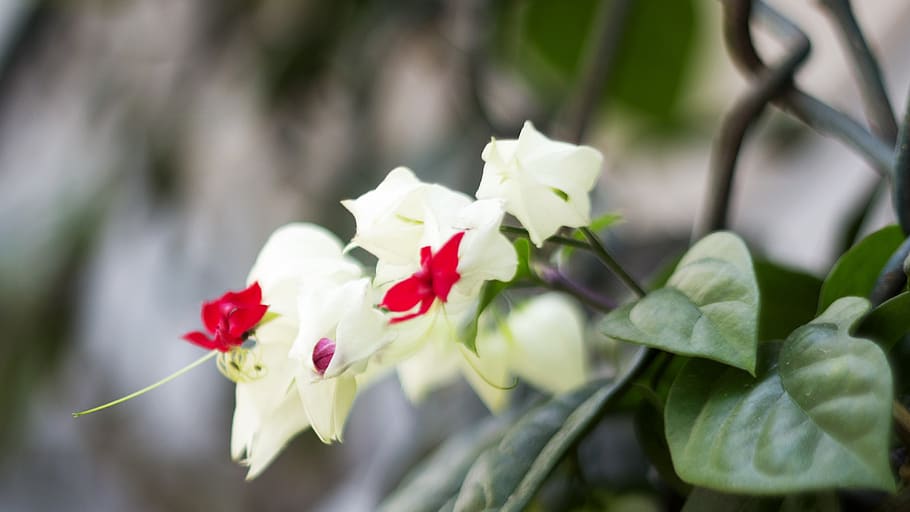 flower, white, viet nam, flowering plant, freshness, beauty in nature, HD wallpaper