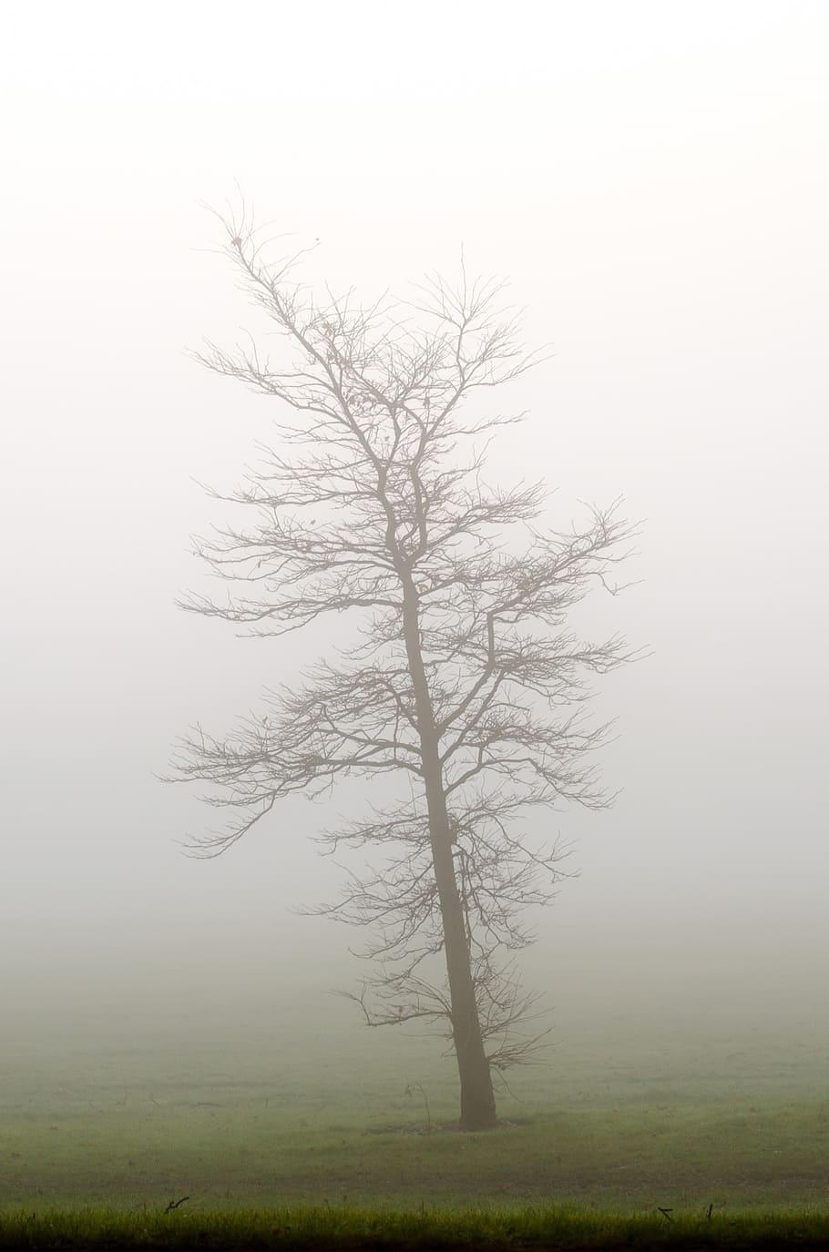 withered tree surrounded by fog, trees, weather, seasons, autumn HD wallpaper