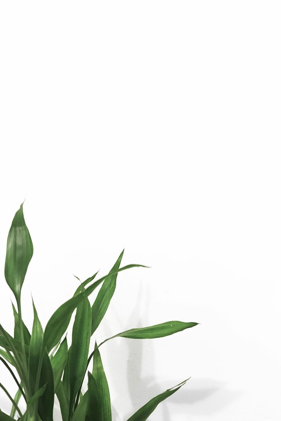 linear leaf plants near white wall, green linear leafed plant with white background