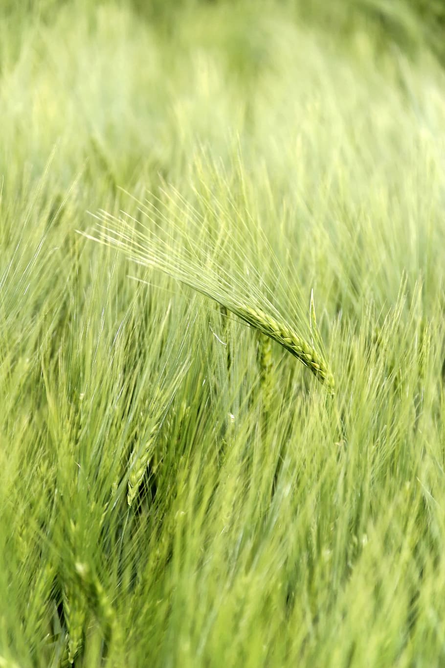 Cereals, Cornfield, honor, green color, growth, grass, agriculture HD wallpaper