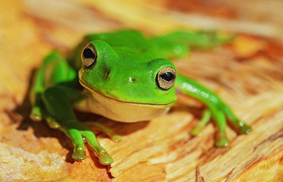 green frog on wood, closeup photography of green frog, tree frog HD wallpaper