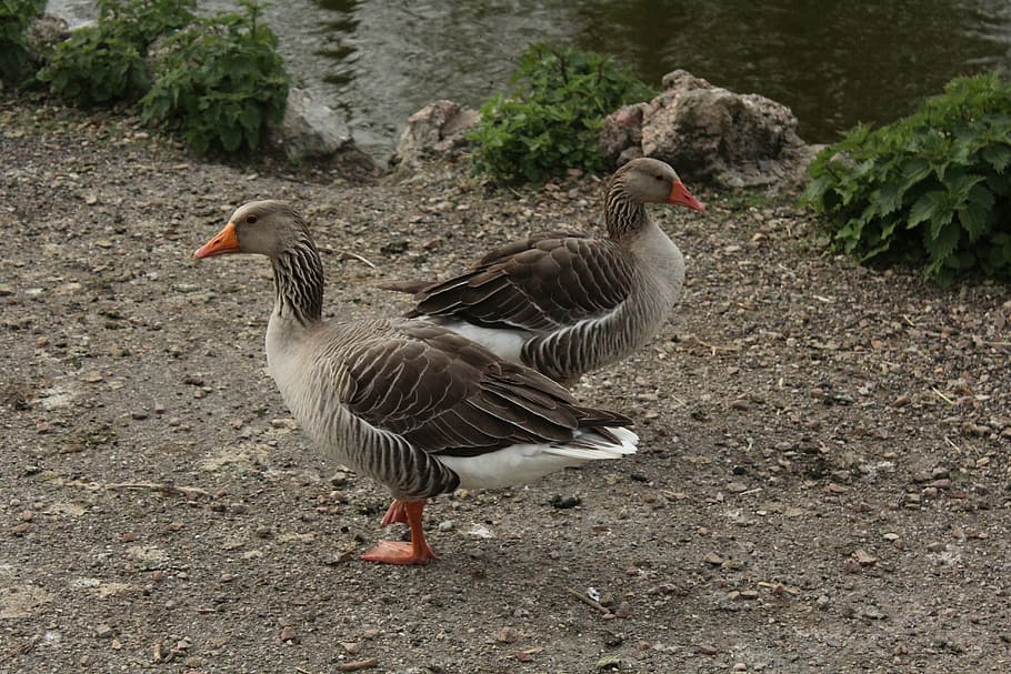 goose, parc, bird, feather, geese, vertebrate, animal themes HD wallpaper