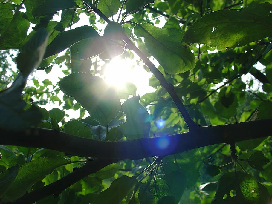 summer, foliage, tree, the sun, growth, plant, plant part, leaf HD wallpaper