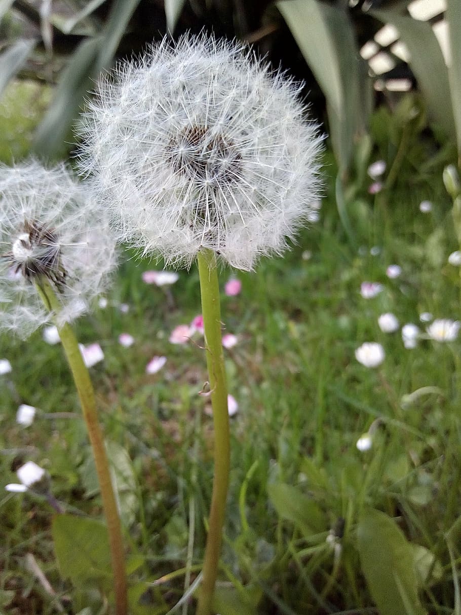 dandelion, spring, nature, flower, plant, close-up, summer HD wallpaper