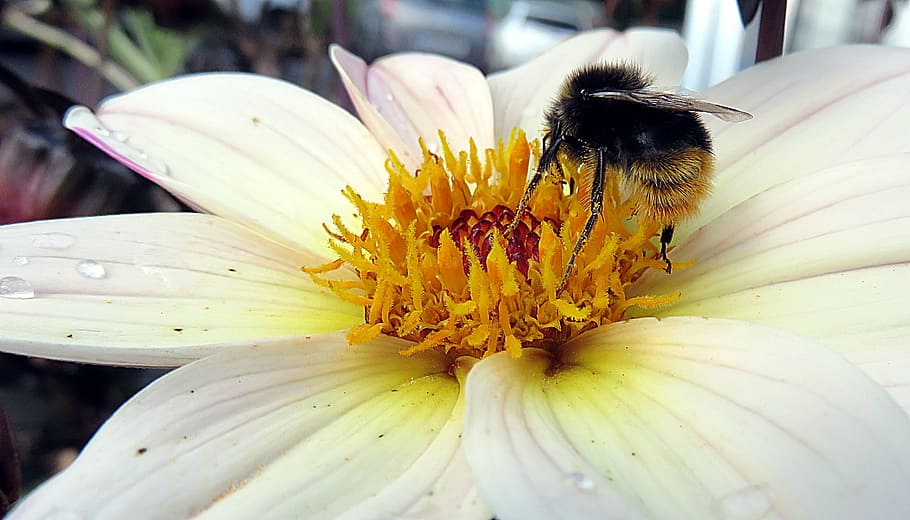 insect, bee, flower, pollination, forage, macro, pollinator HD wallpaper