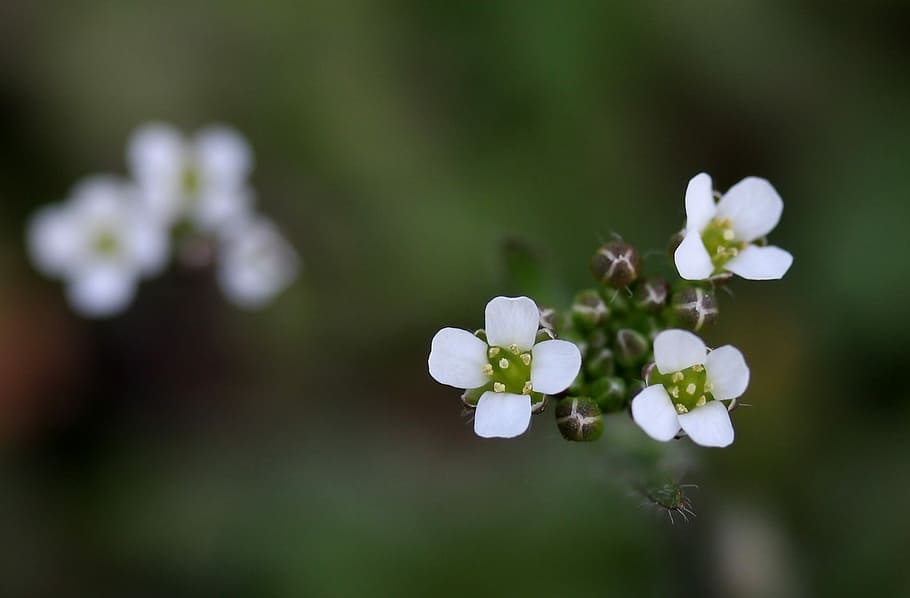 flower, white, small, wild, camp, flowering plant, freshness HD wallpaper