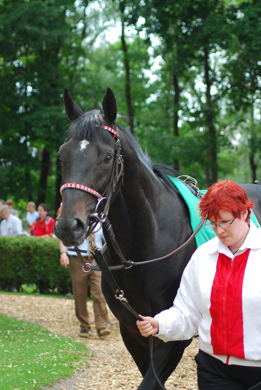 racehorse, ring, black, rap, domestic, domestic animals, mammal HD wallpaper