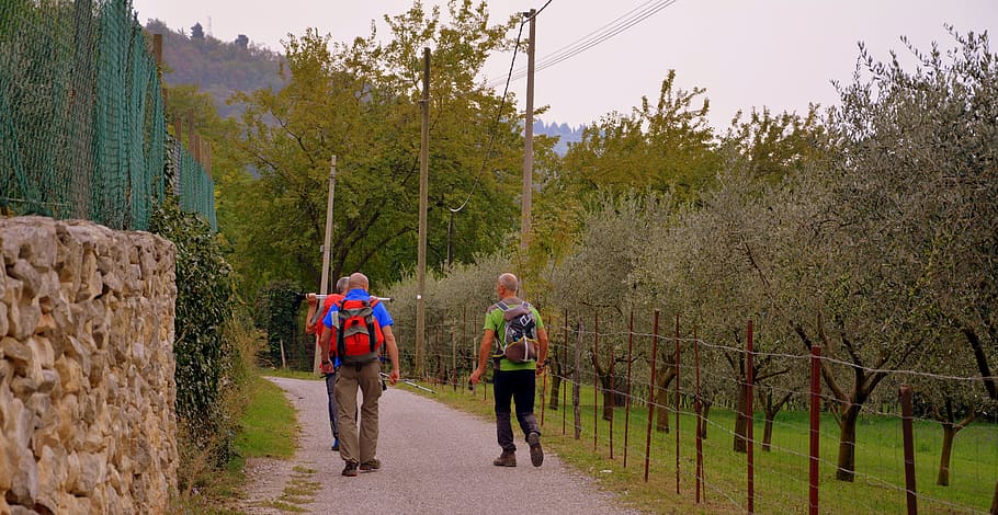 excursion, road, olive trees, valle, trail, e5, european, lessinia HD wallpaper