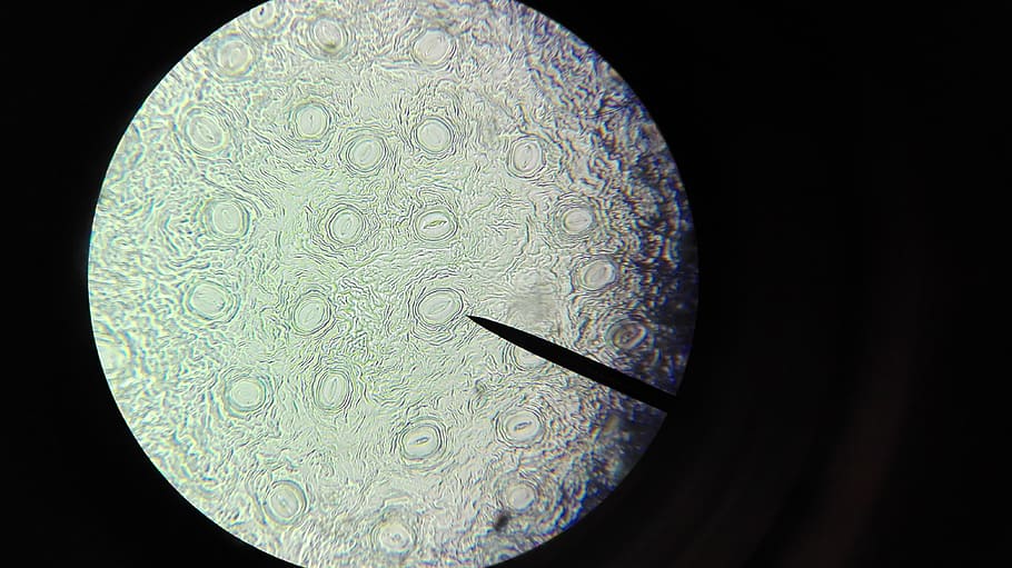 microscope, cell, examine, explore, black background, close-up HD wallpaper