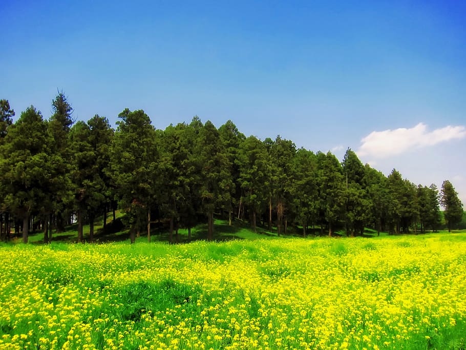 japan, landscape, scenic, wildflowers, dandelions, forest, trees, HD wallpaper