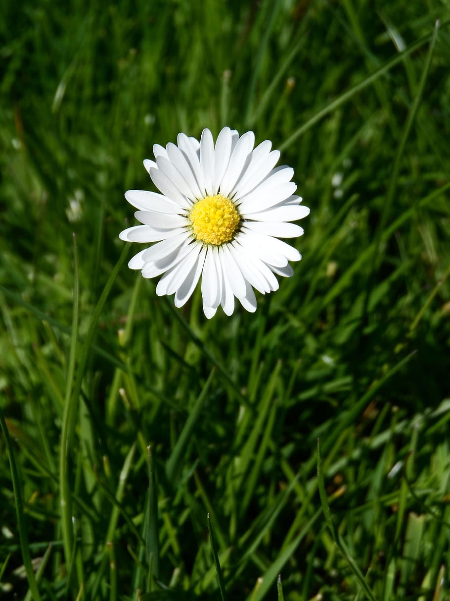 Daisy, White, Flower, Yellow, pointed flower, tausendschön, HD wallpaper