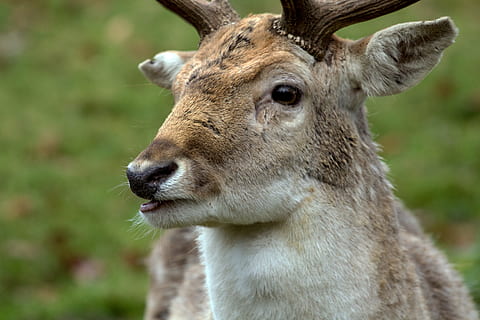 Hirsch, Fallow Deer, Deer, Forest, animal, wildlife, nature HD wallpaper