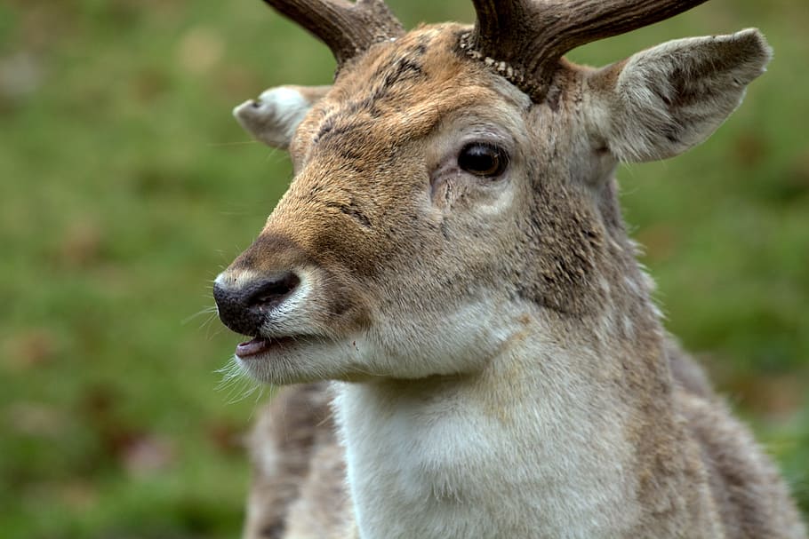 Hirsch, Fallow Deer, Deer, Forest, animal, wildlife, nature HD wallpaper