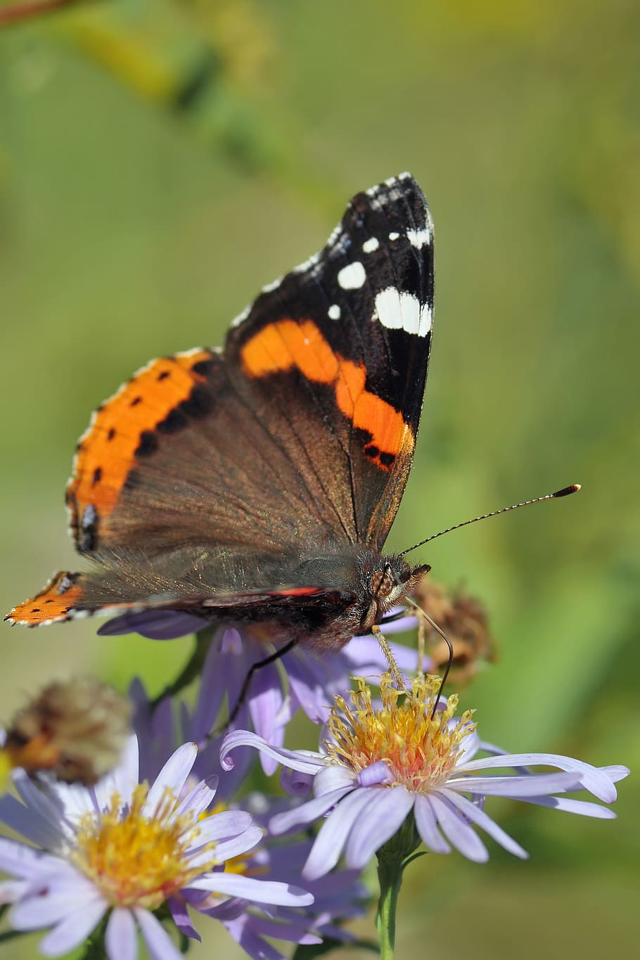 macro photography of brown and black butterfly on flower, nature HD wallpaper