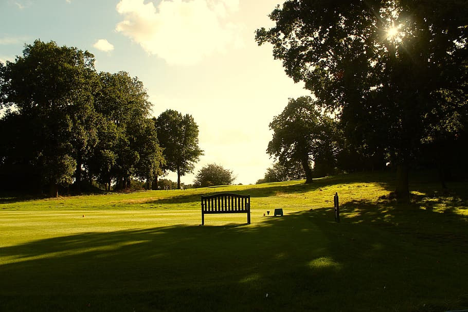 nottingham, wollaton, bench, plant, tree, green color, grass HD wallpaper