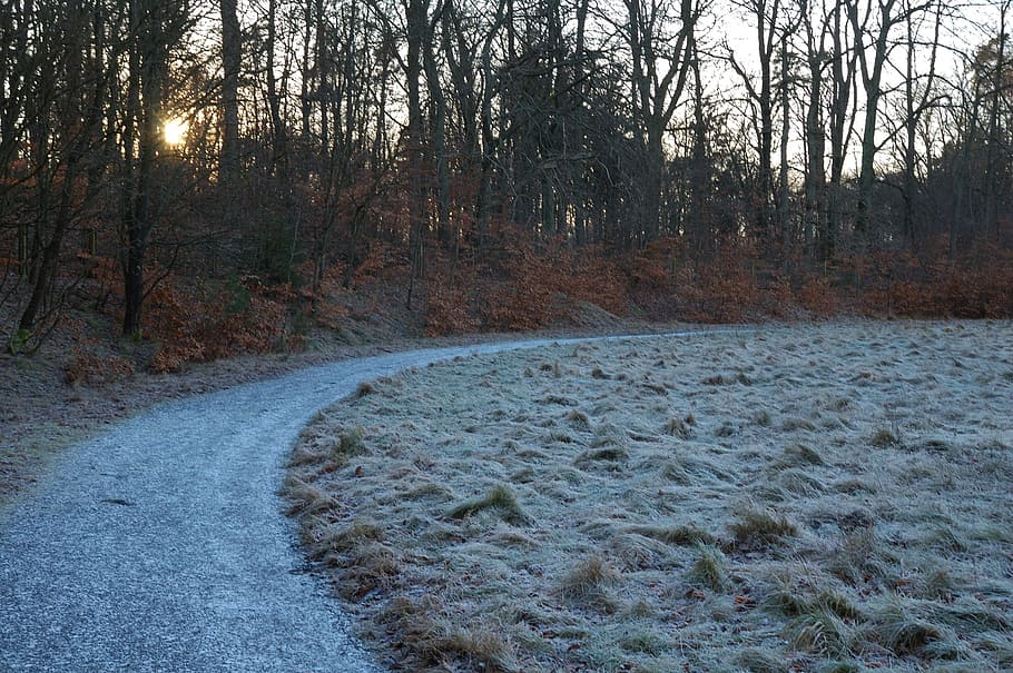 frozen, ground, road, forest, nature, cold, winter, ice, tree HD wallpaper