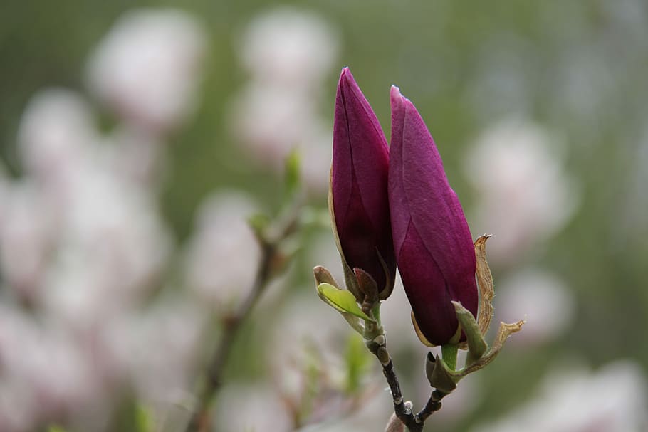 nature, flower, leaf, flora, garden, outdoors, plant, flowering plant HD wallpaper