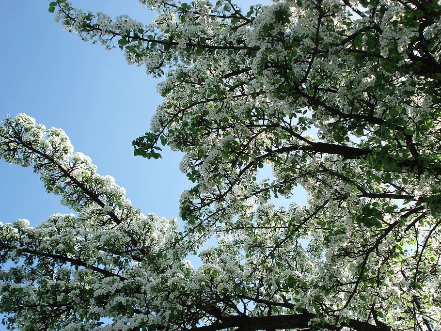 flowering tree, flowers, spring, nature, spring flowers, plant HD wallpaper