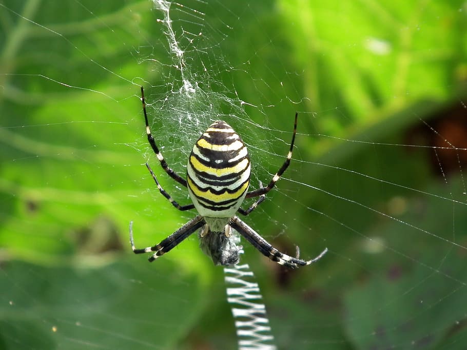 spider, spider web, fly insect, spider wasp, striped, animal themes HD wallpaper