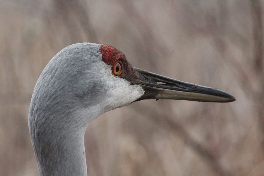 Sandhill, Crane, Bird, Feather, Nature, avian, fly, wings, animal HD wallpaper