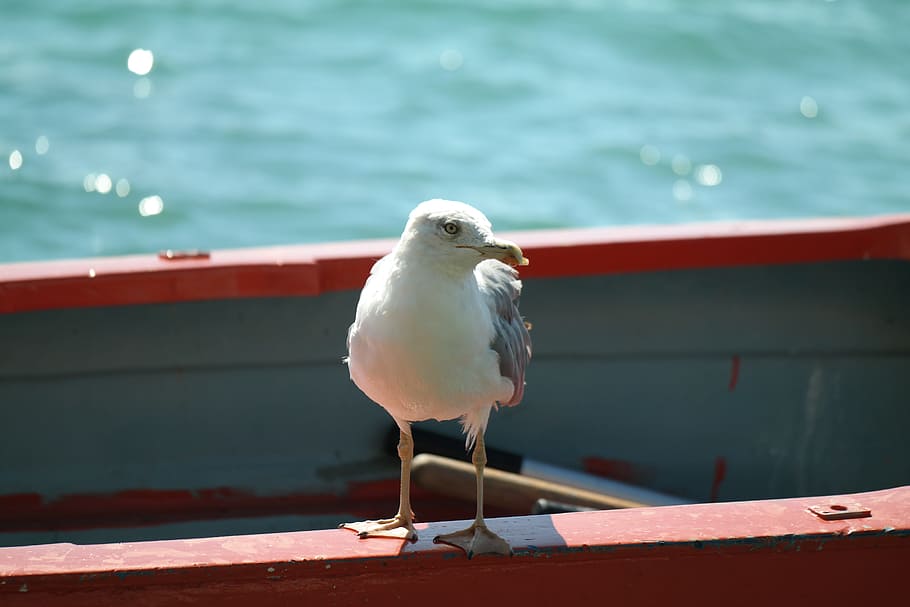 gull, boot, water, port, sea, croatia, fasana, animal themes HD wallpaper