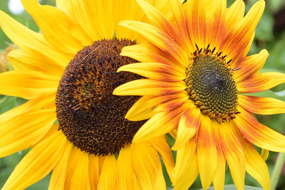 sunflower, flowers, summer, flower head, flowering plant, fragility HD wallpaper