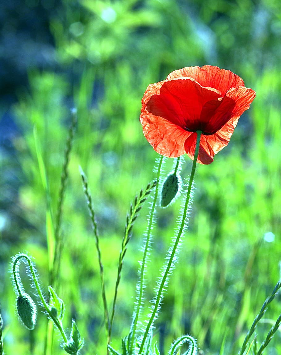 poppy, red, flower, single, vertical, the beasts of the field