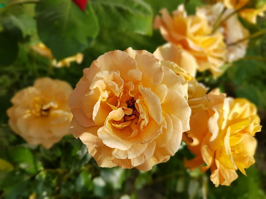 Roses, Flowers, Summer, nature, plant, petal, rose - flower HD wallpaper