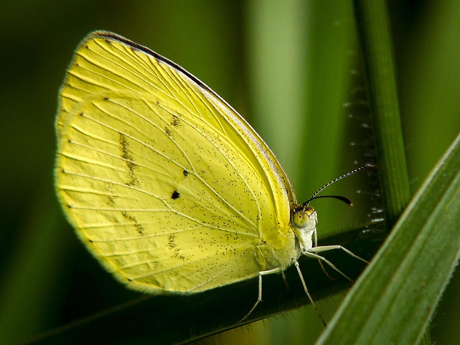 butterfly, yellow, insect, leaf, garden, animal, animal themes HD wallpaper