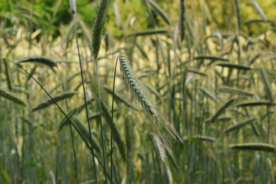 cornfield, cereals, summer, spike, grain, plant, growth, animal HD wallpaper