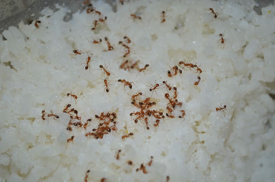 Food for Ants!, ants on rice, eating, insect, white rice, indium, HD wallpaper