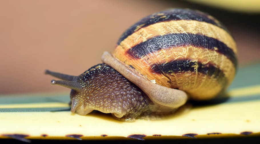Snail, Shell, Close, Nature, Reptile, spiral, snail shell, macro HD wallpaper