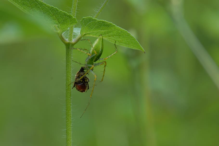 spider devouring, insect, pins, predator, invertebrate, animal themes HD wallpaper