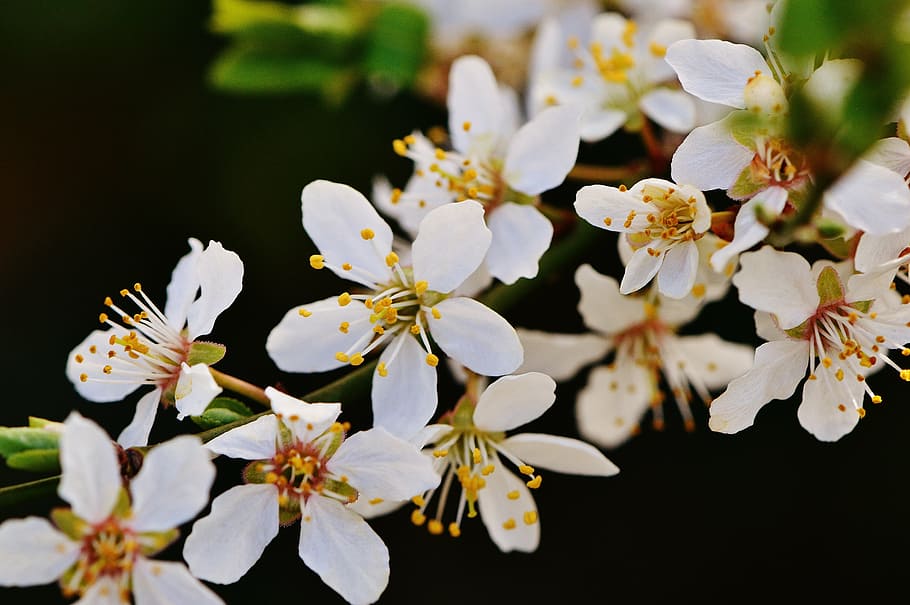 spring, blossom, bloom, nature, plant, tree, garden, white HD wallpaper