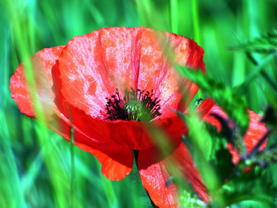 flowers, poppies, fields, red, poppy, country, wild flower HD wallpaper