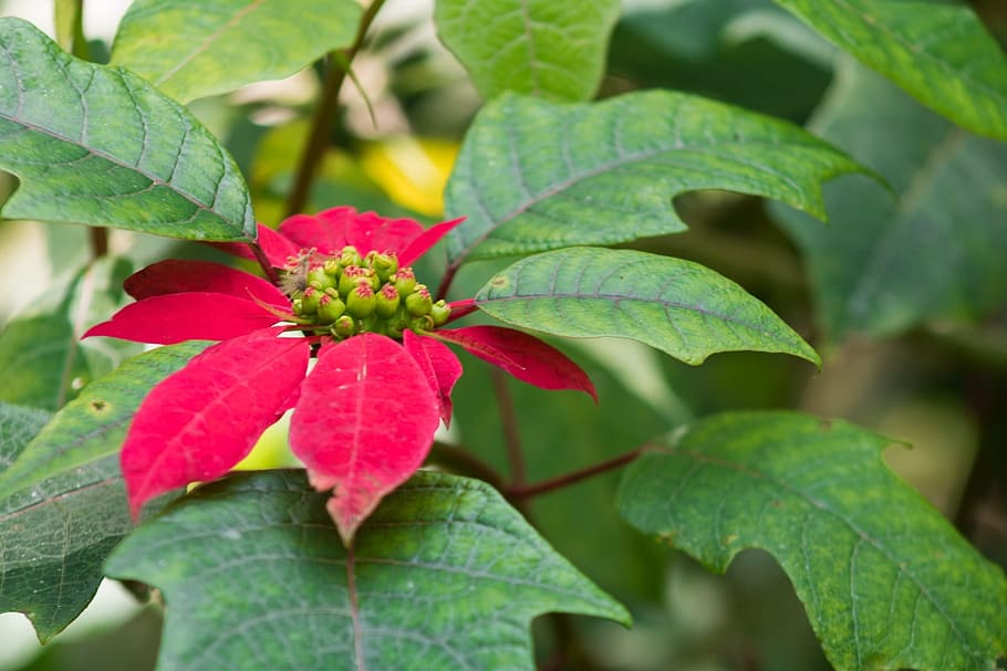 flower, flowers, small flower, spring, florir, flowery, delicate flower HD wallpaper